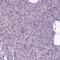 Spermatogenesis Associated 17 antibody, PA5-56341, Invitrogen Antibodies, Immunohistochemistry frozen image 