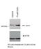 HIF1-alpha antibody, NB100-449, Novus Biologicals, Western Blot image 