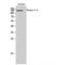 Spectrin Repeat Containing Nuclear Envelope Family Member 3 antibody, LS-C384810, Lifespan Biosciences, Western Blot image 