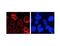 Nucleoporin 210 antibody, MBS375107, MyBioSource, Immunofluorescence image 