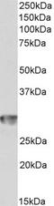 CD4 antibody, TA348948, Origene, Western Blot image 