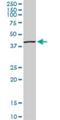 Septin 3 antibody, H00055964-M05, Novus Biologicals, Western Blot image 