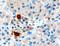 Pancreatic Polypeptide antibody, MBS420040, MyBioSource, Immunohistochemistry frozen image 