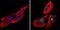 CAMP Responsive Element Binding Protein 1 antibody, PA1-850, Invitrogen Antibodies, Immunofluorescence image 