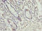 O-Sialoglycoprotein Endopeptidase antibody, LS-C676210, Lifespan Biosciences, Immunohistochemistry paraffin image 