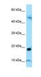 Amelogenin, Y isoform antibody, orb325928, Biorbyt, Western Blot image 