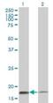 Mitochondrial import receptor subunit TOM20 homolog antibody, H00009804-M01, Novus Biologicals, Western Blot image 