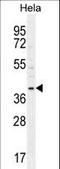 Cyclin G1 antibody, LS-C168472, Lifespan Biosciences, Western Blot image 