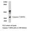 Caspase 7 antibody, LS-C177592, Lifespan Biosciences, Western Blot image 