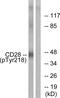 CD28 antibody, PA5-38446, Invitrogen Antibodies, Western Blot image 
