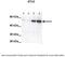 Serine/Threonine Kinase 3 antibody, 30-435, ProSci, Immunofluorescence image 