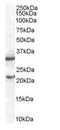 Suppressor Of Cytokine Signaling 1 antibody, ab9870, Abcam, Western Blot image 