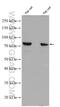 FYVE, RhoGEF And PH Domain Containing 2 antibody, 27068-1-AP, Proteintech Group, Western Blot image 