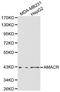 Alpha-Methylacyl-CoA Racemase antibody, LS-C192379, Lifespan Biosciences, Western Blot image 