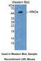 Lipolysis Stimulated Lipoprotein Receptor antibody, MBS2026750, MyBioSource, Western Blot image 