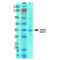 Solute Carrier Family 38 Member 1 antibody, 56522, QED Bioscience, Western Blot image 