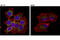 TNF Receptor Associated Protein 1 antibody, 92345S, Cell Signaling Technology, Immunofluorescence image 