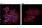 TRAP1 antibody, 92345S, Cell Signaling Technology, Immunofluorescence image 