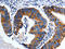 Muscarinic acetylcholine receptor M2 antibody, orb518739, Biorbyt, Immunohistochemistry paraffin image 