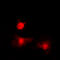 Histone Deacetylase 8 antibody, LS-C354196, Lifespan Biosciences, Immunofluorescence image 