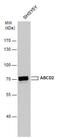 ATP Binding Cassette Subfamily D Member 2 antibody, PA5-22246, Invitrogen Antibodies, Western Blot image 