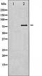 Protein Kinase C Delta antibody, orb99378, Biorbyt, Western Blot image 