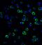 Regulatory Factor X1 antibody, GTX31948, GeneTex, Immunofluorescence image 