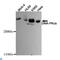 Protein Kinase, DNA-Activated, Catalytic Subunit antibody, LS-C812942, Lifespan Biosciences, Western Blot image 