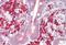 Laforin antibody, MBS248726, MyBioSource, Immunohistochemistry paraffin image 