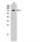 Protein Kinase C Delta antibody, LS-C385527, Lifespan Biosciences, Western Blot image 