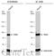 Ribosomal Protein S6 Kinase A3 antibody, GTX105543, GeneTex, Western Blot image 