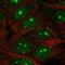 Negative Regulator Of Ubiquitin Like Proteins 1 antibody, HPA050722, Atlas Antibodies, Immunofluorescence image 