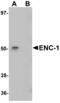 Ectodermal-Neural Cortex 1 antibody, LS-C108699, Lifespan Biosciences, Western Blot image 