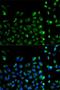 Autophagy Related 13 antibody, LS-C331070, Lifespan Biosciences, Immunofluorescence image 