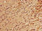 RNA Binding Motif Protein 22 antibody, LS-C398696, Lifespan Biosciences, Immunohistochemistry paraffin image 