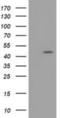 Taspase 1 antibody, NBP2-03481, Novus Biologicals, Western Blot image 