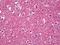 Myeloid Zinc Finger 1 antibody, orb95675, Biorbyt, Immunohistochemistry paraffin image 