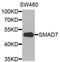 SMAD Family Member 7 antibody, orb135870, Biorbyt, Western Blot image 
