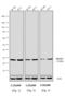 Rabbit IgG Fc antibody, A16122, Invitrogen Antibodies, Western Blot image 