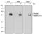 Paxillin antibody, MAB61641, R&D Systems, Western Blot image 