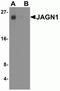 Jagunal Homolog 1 antibody, NBP2-81910, Novus Biologicals, Western Blot image 