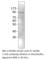 Neurochondrin antibody, NORB-101AP, FabGennix, Western Blot image 