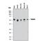 alpha-Tubulin antibody, MAB93441, Novus Biologicals, Western Blot image 