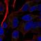 Receptor activity-modifying protein 2 antibody, HPA052020, Atlas Antibodies, Immunocytochemistry image 