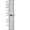 Purinergic Receptor P2Y14 antibody, abx217588, Abbexa, Western Blot image 