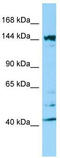 Intersectin 2 antibody, TA337891, Origene, Western Blot image 