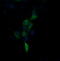 Fibronectin Type III Domain Containing 4 antibody, M15549, Boster Biological Technology, Immunofluorescence image 