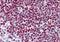 Poly(ADP-Ribose) Polymerase 1 antibody, orb88930, Biorbyt, Immunohistochemistry paraffin image 