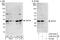 Survival Motor Neuron Domain Containing 1 antibody, A302-837A, Bethyl Labs, Immunoprecipitation image 