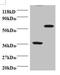 Programmed Cell Death 6 antibody, orb238258, Biorbyt, Western Blot image 